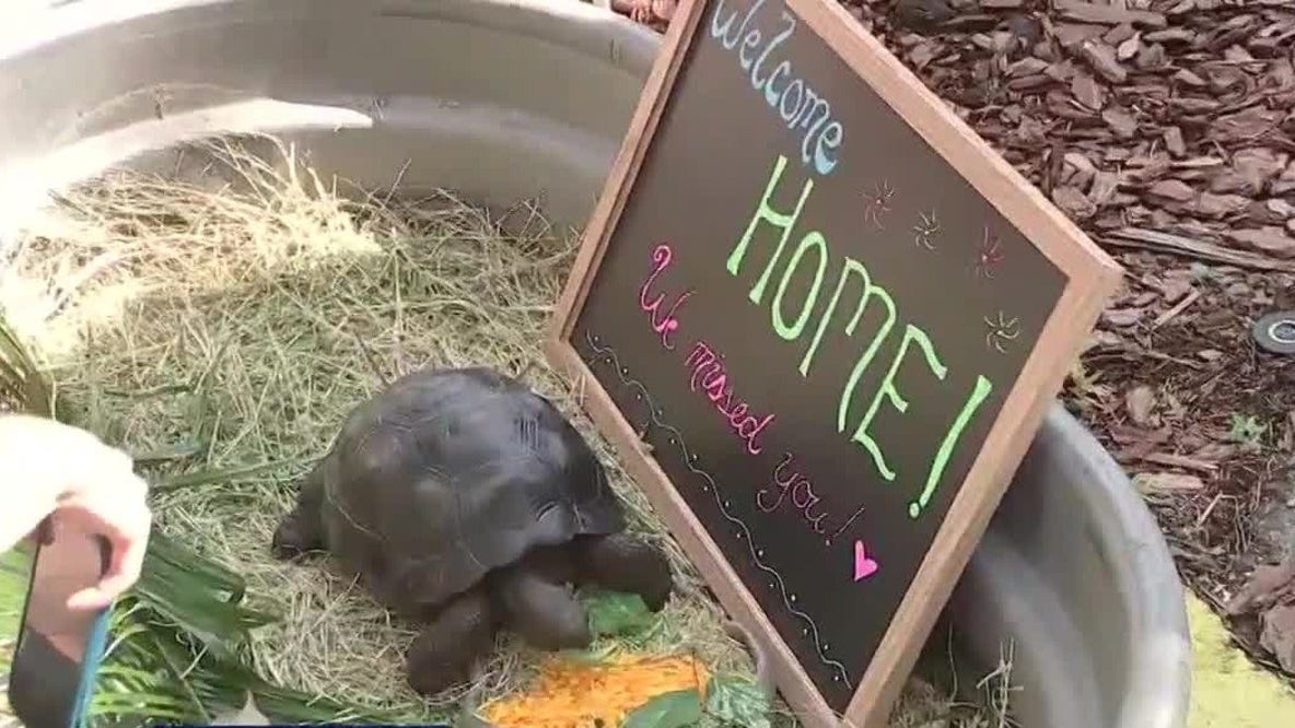 Endangered Galapagos tortoise reunited with St. Augustine Alligator Farm Zoological Park
